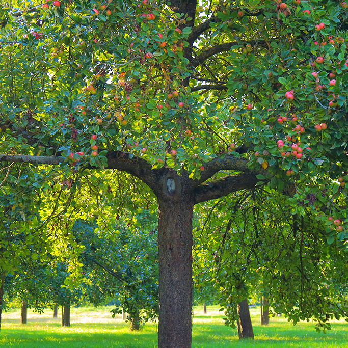 A community orchard