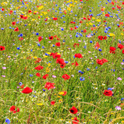 Images of wild planting